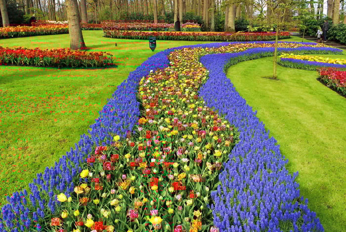 Half-Day Keukenhof Tulip Gardens Day Trip from Amsterdam image